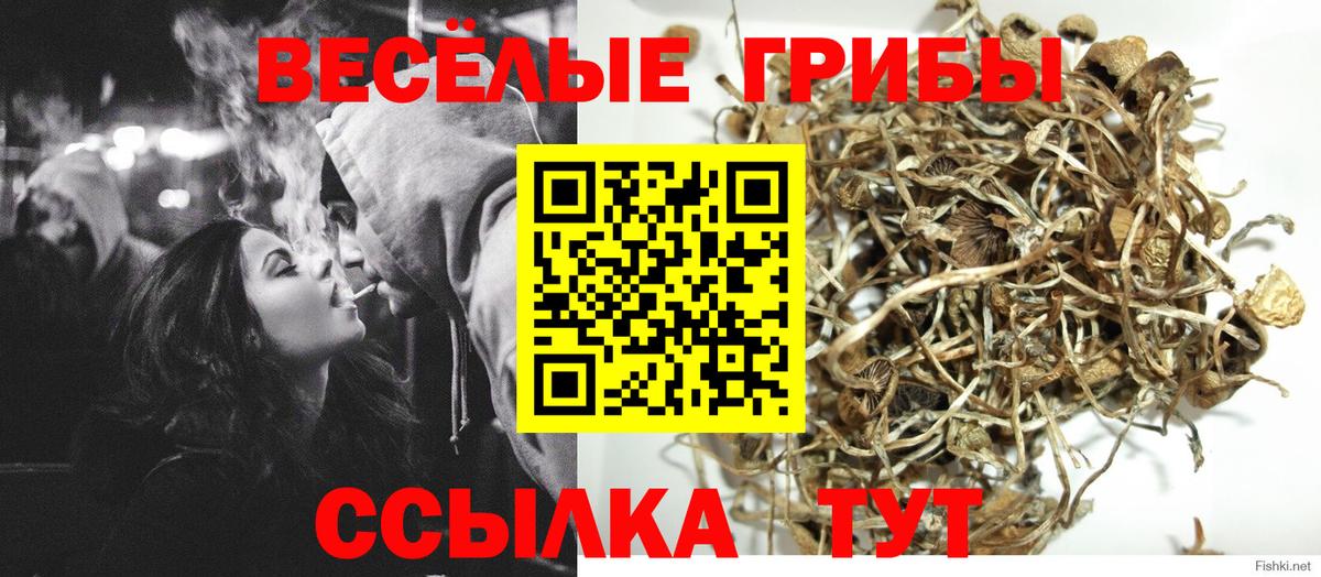 Галлюциногенные грибы Psilocybine cubensis Михайловка
